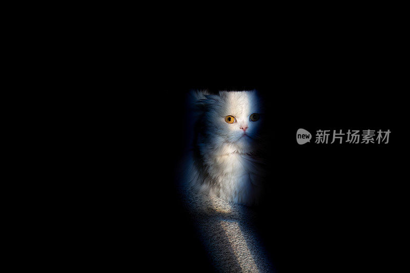 苏格兰折耳长毛大眼睛猫和波斯猫混合Persittish kitten